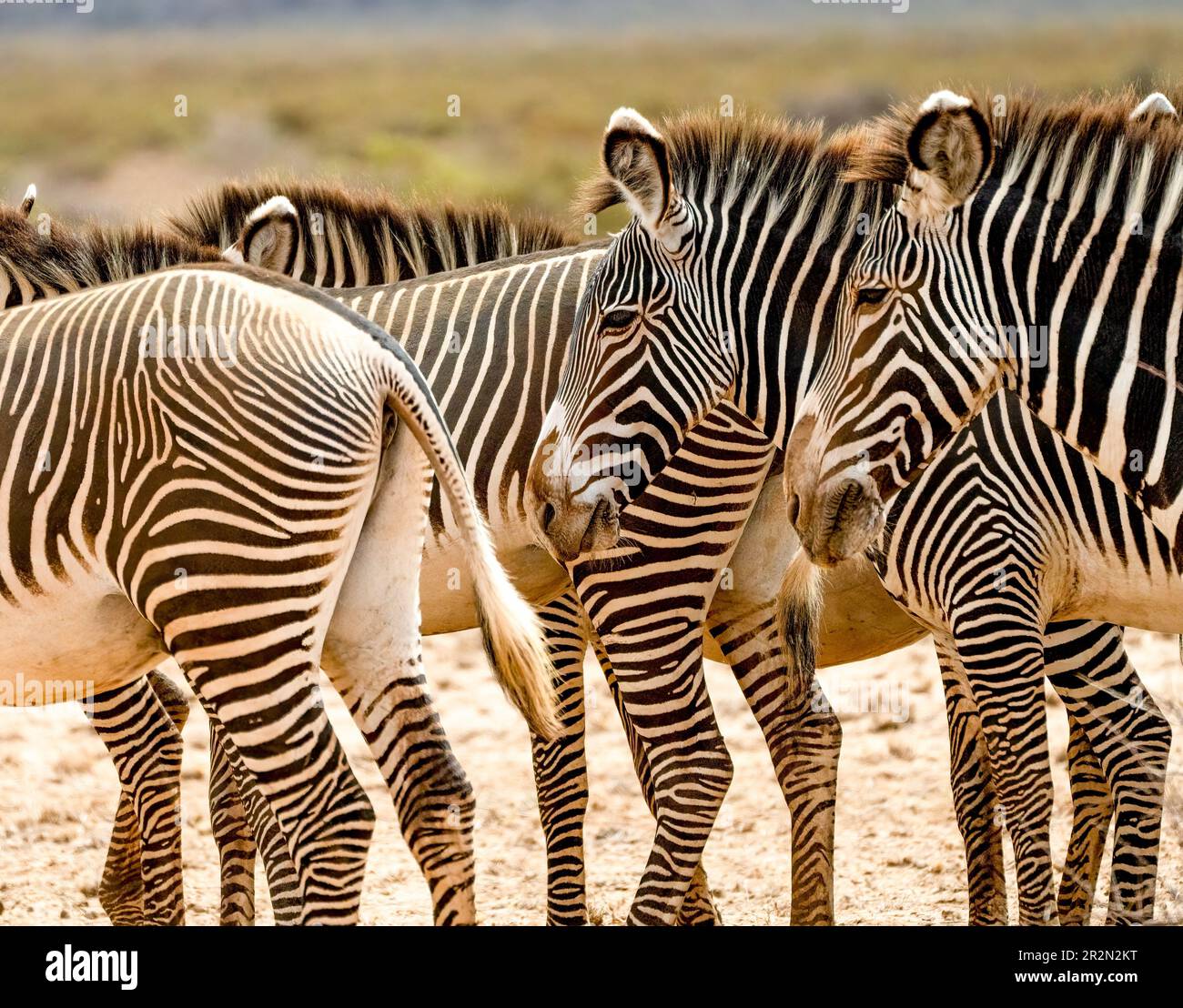 Zebras in a group head to tails, Samburu National Reserve, Kenya, East