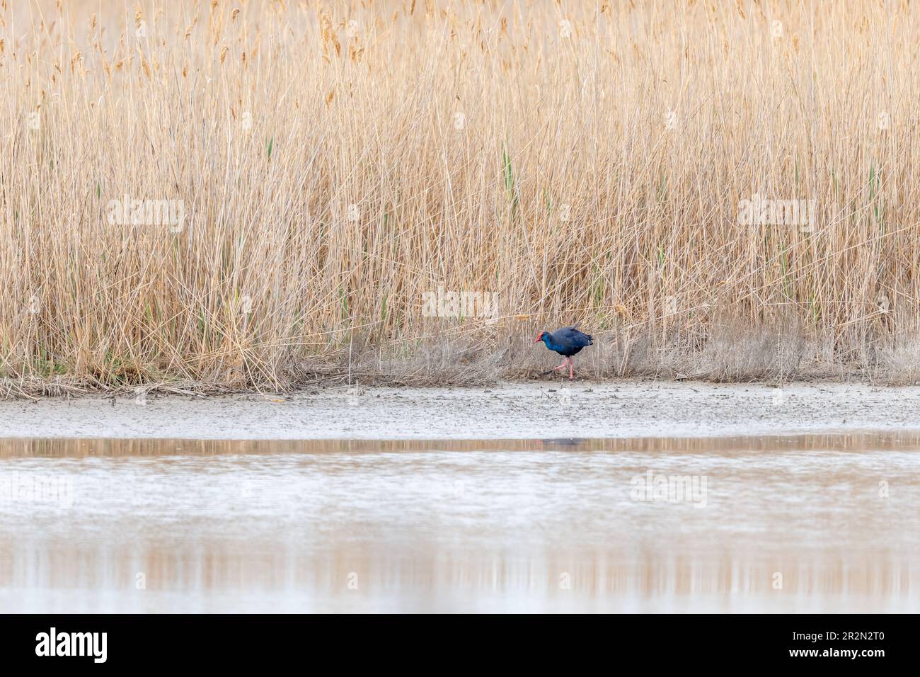 Rare bird species breeding hi-res stock photography and images - Alamy