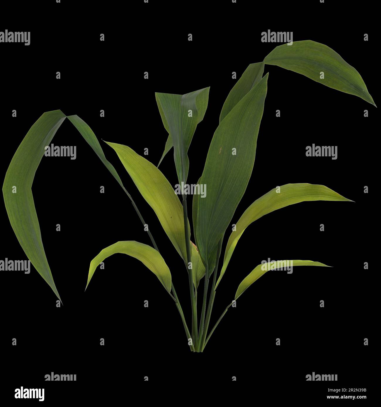 3d illustration of aspidistra elatior plant isolated on black background Stock Photo - Alamy