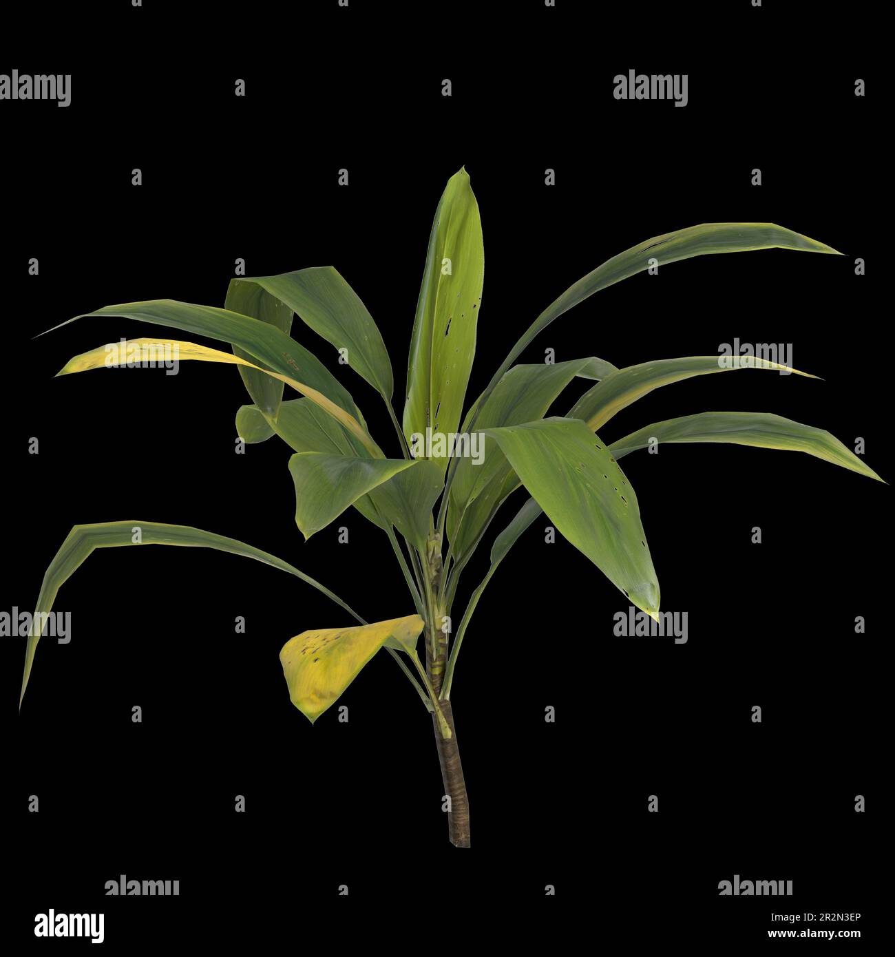3d illustration of aspidistra elatior plant isolated on black background Stock Photo - Alamy