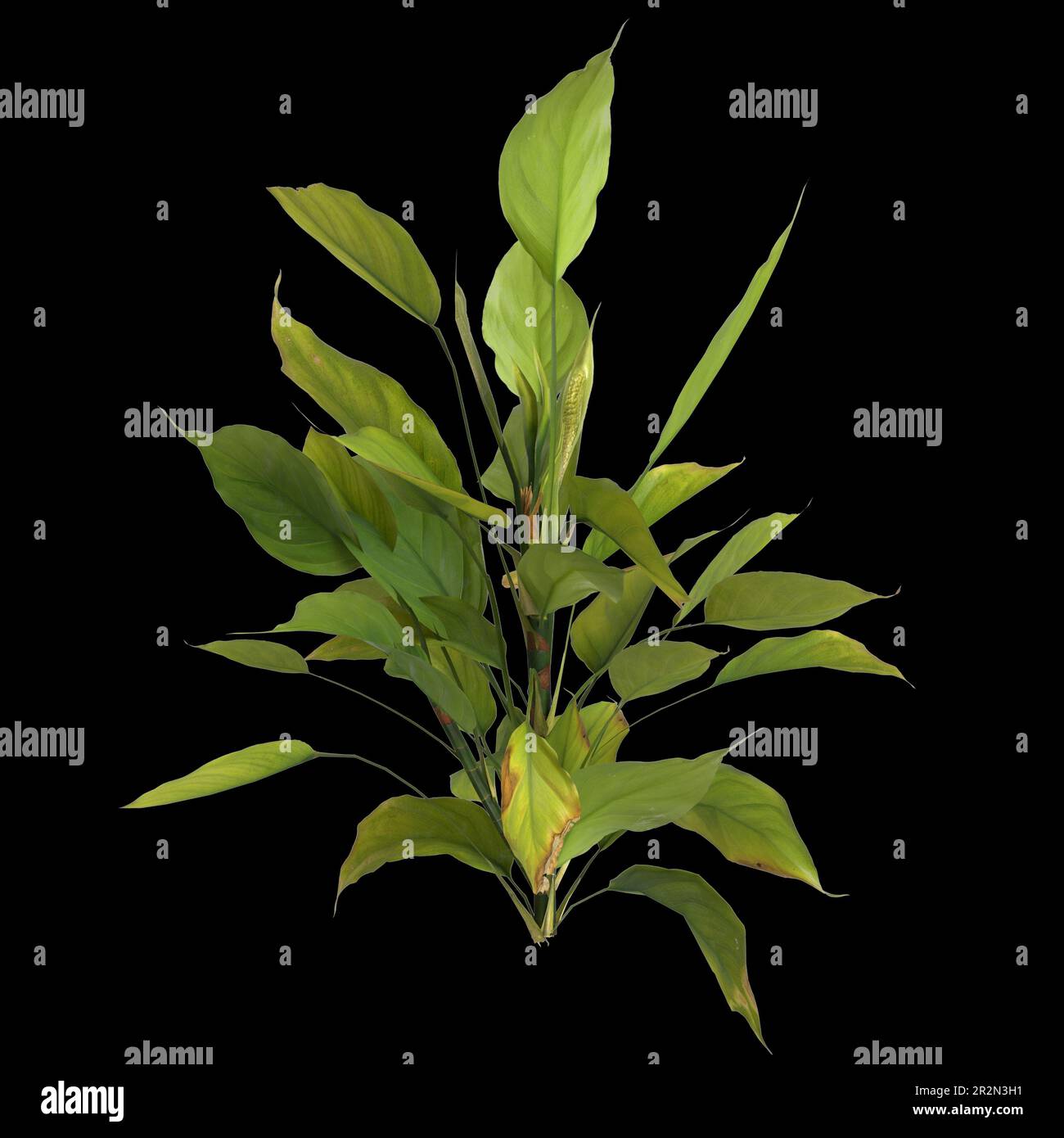 3d illustration of aglaonema modestum plant isolated on black background Stock Photo