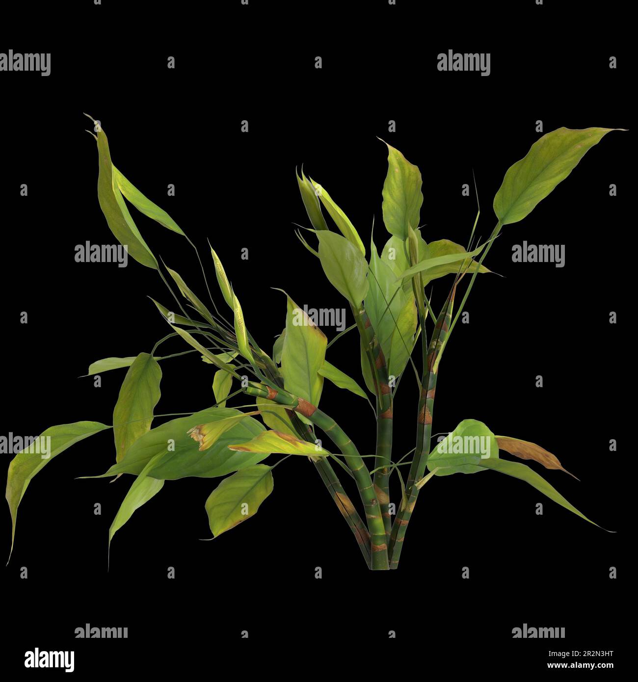 3d illustration of aglaonema modestum plant isolated on black background Stock Photo