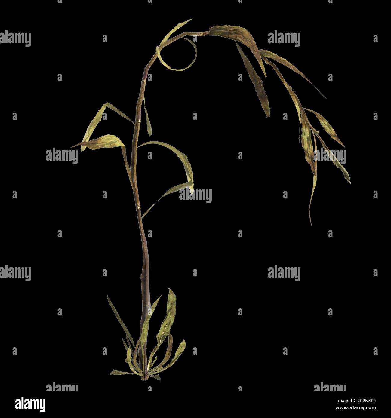3d illustration of justicia gendarussa plant isolated on black background Stock Photo