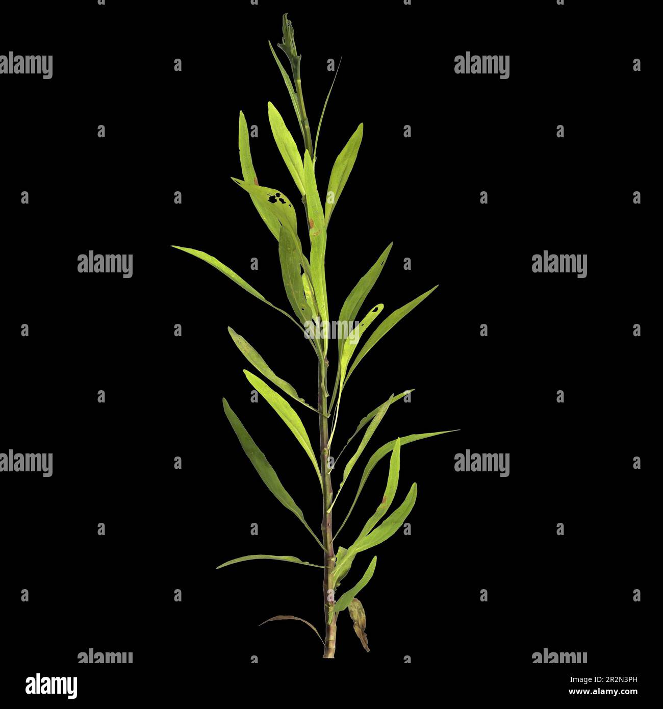 3d illustration of justicia gendarussa plant isolated on black background Stock Photo