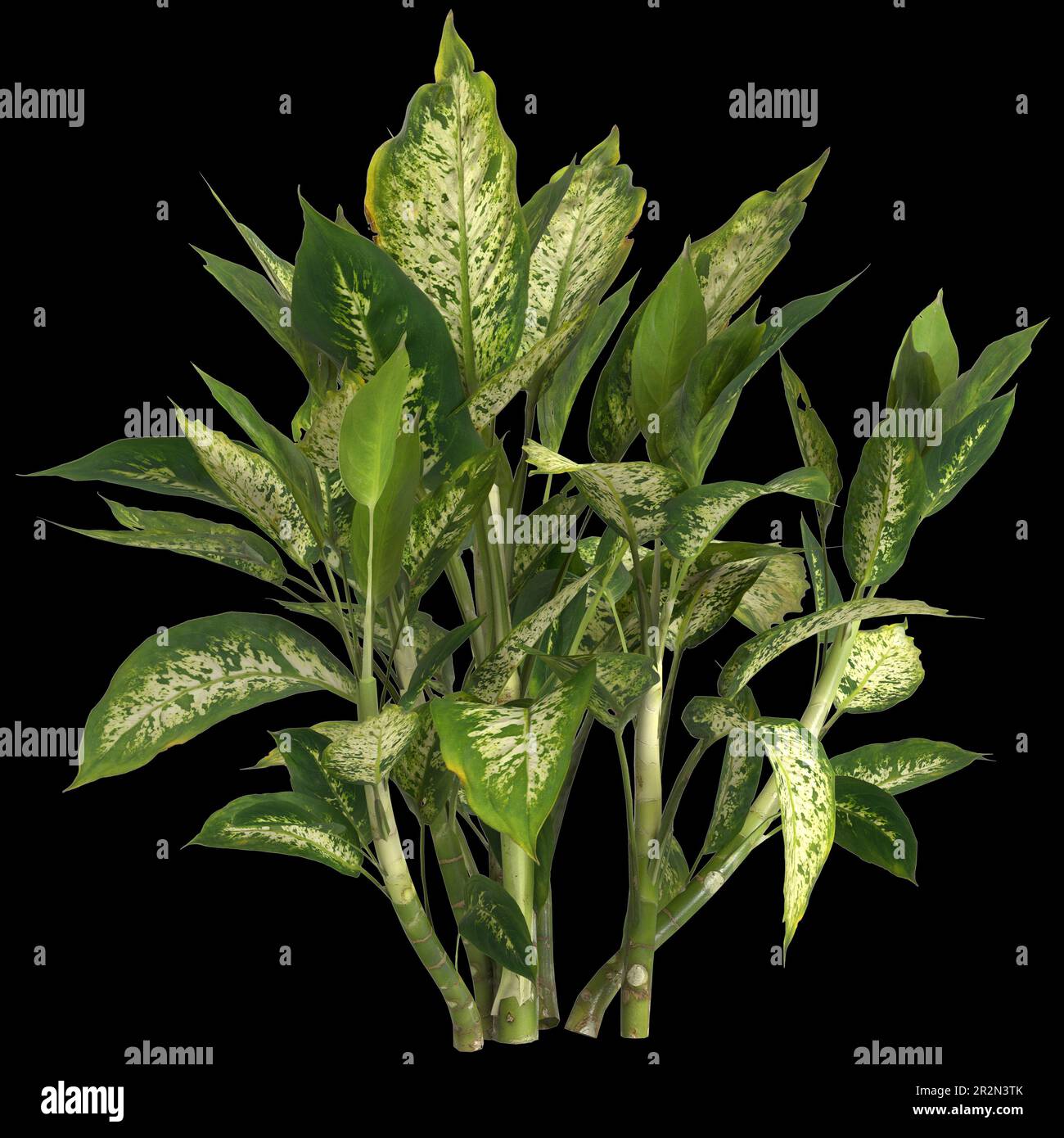 3d illustration of dieffenbachia maculata plant isolated on black background Stock Photo