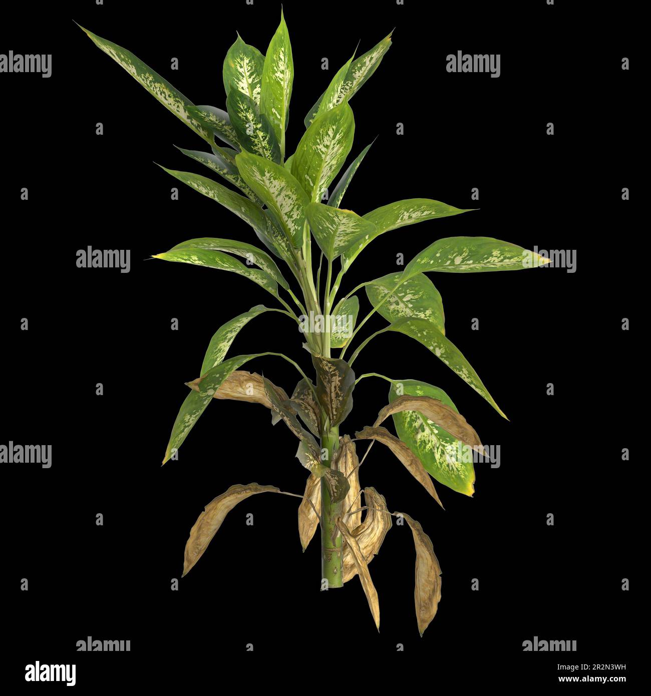 3d illustration of dieffenbachia maculata plant isolated on black background Stock Photo