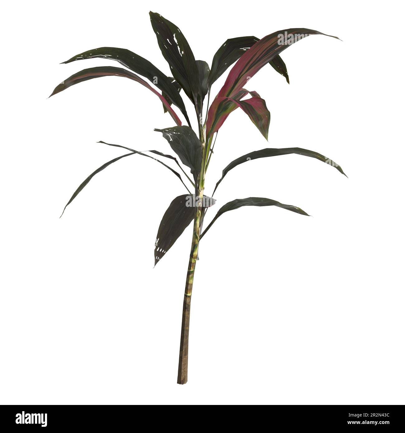 3d illustration of set cordyline fruticosa plant isolated on white