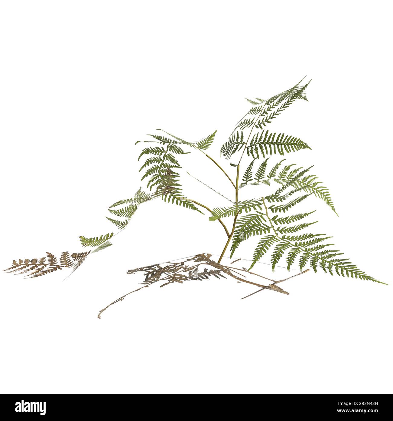 3d illustration of pteris tremula plant isolated on white background Stock Photo