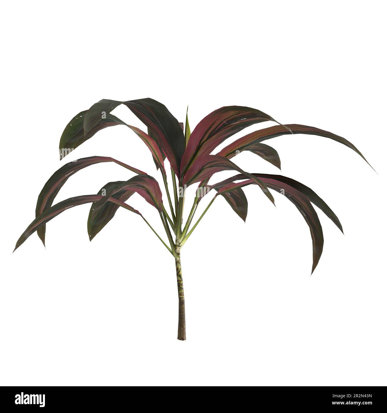 3d illustration of set cordyline fruticosa plant isolated on white background Stock Photo