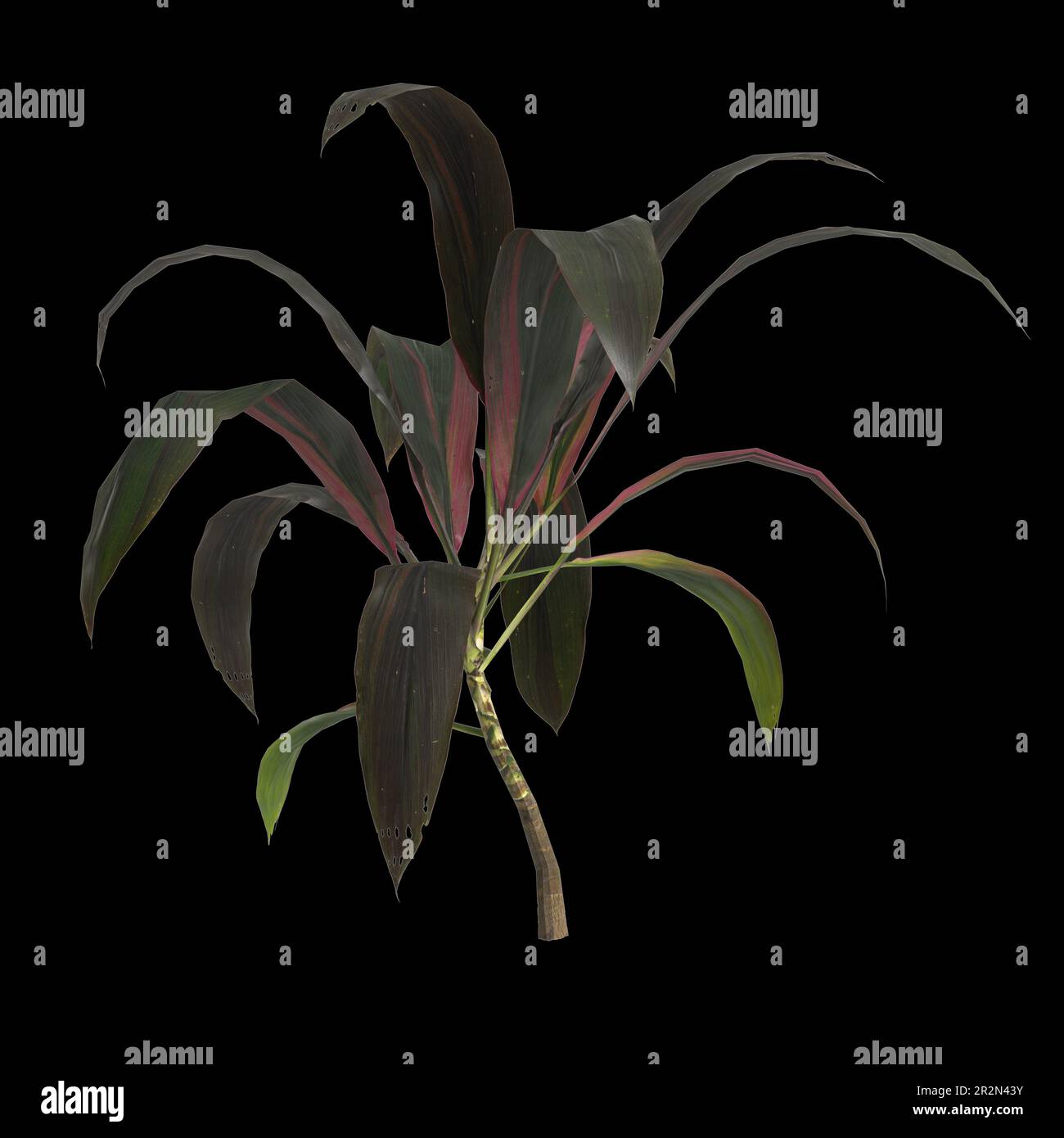 3d illustration of set cordyline fruticosa plant isolated on black background Stock Photo