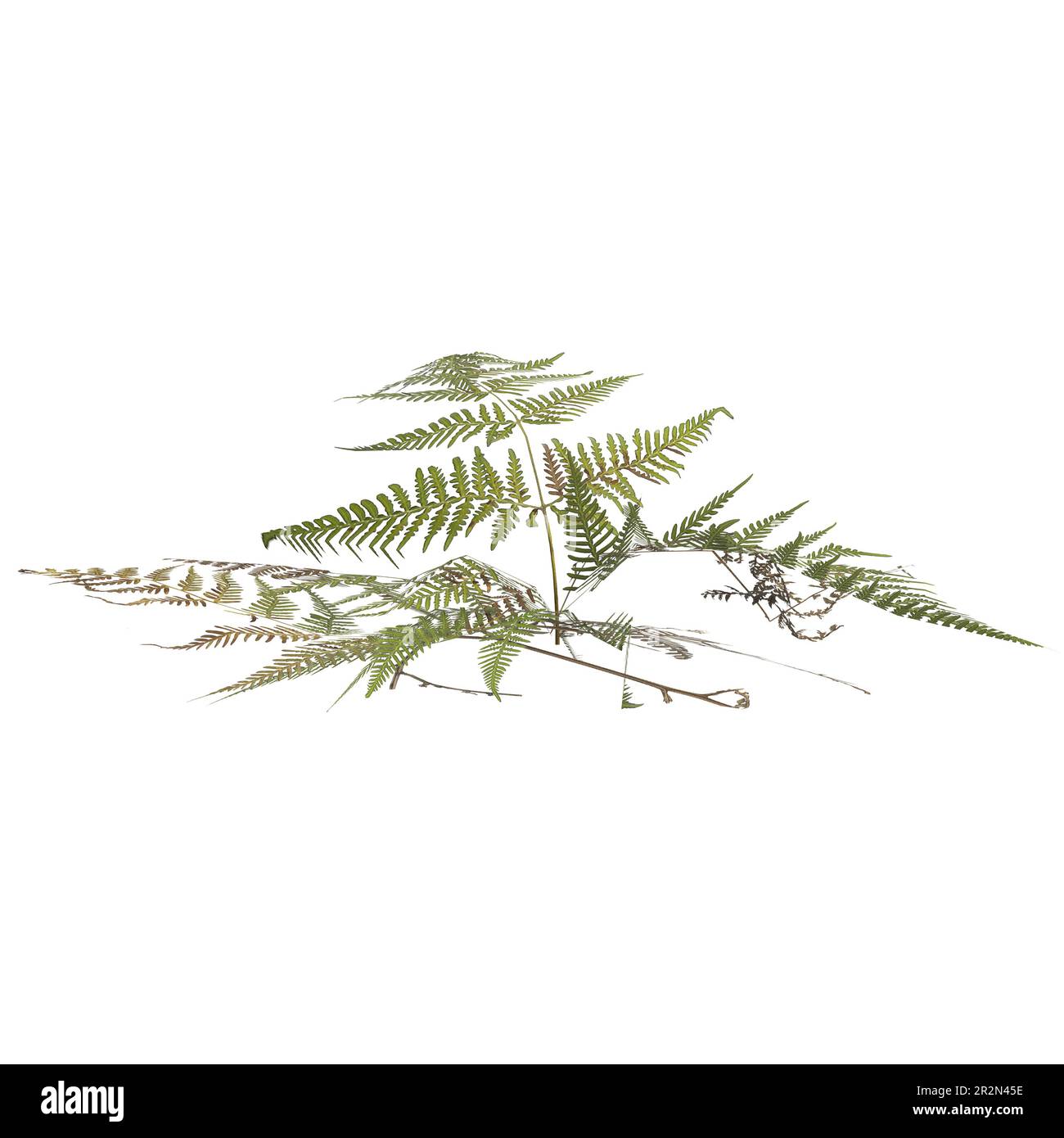 3d illustration of pteris tremula plant isolated on white background Stock Photo