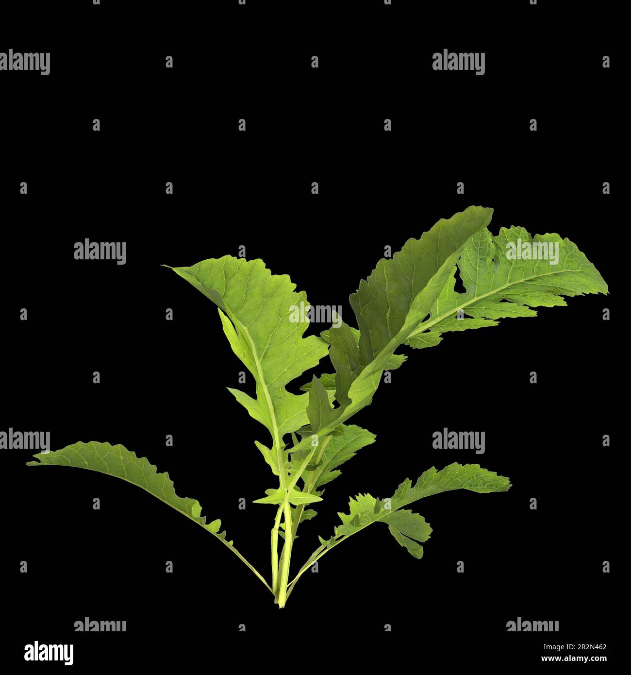 3d illustration of rorippa palustris plant isolated on black background Stock Photo