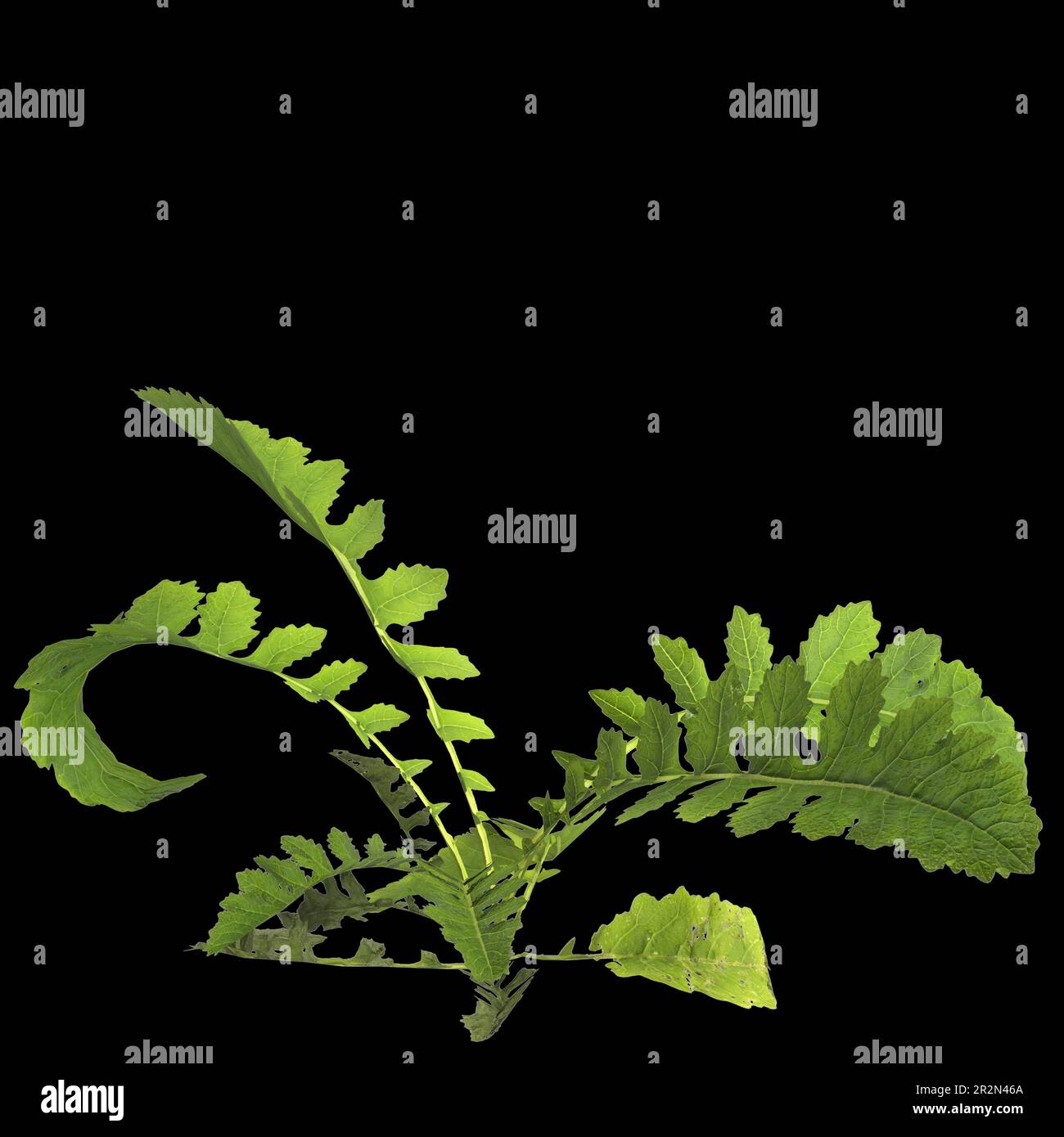 3d illustration of rorippa palustris plant isolated on black background Stock Photo