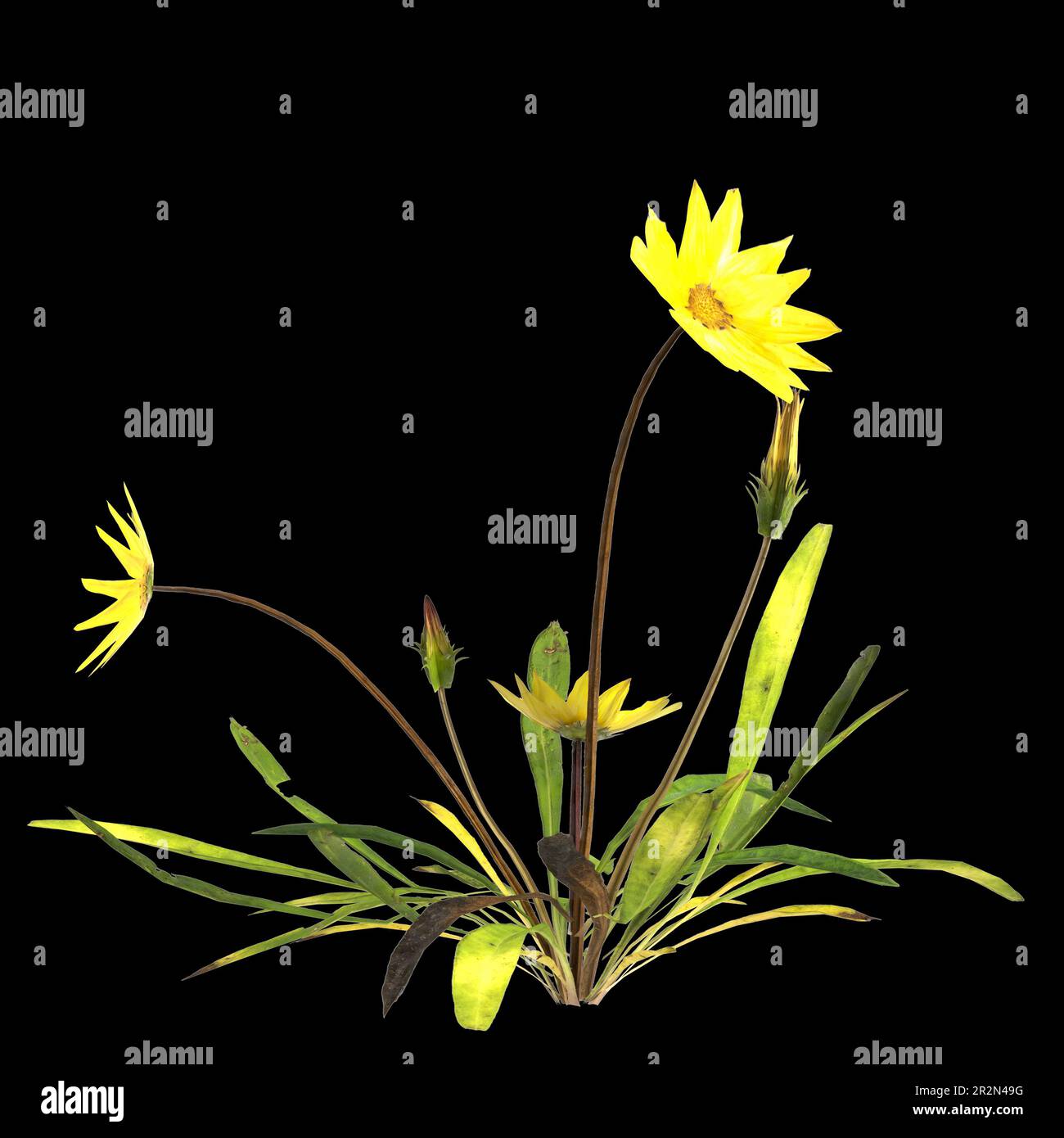 3d illustration of gazania linearis plant isolated on black background Stock Photo