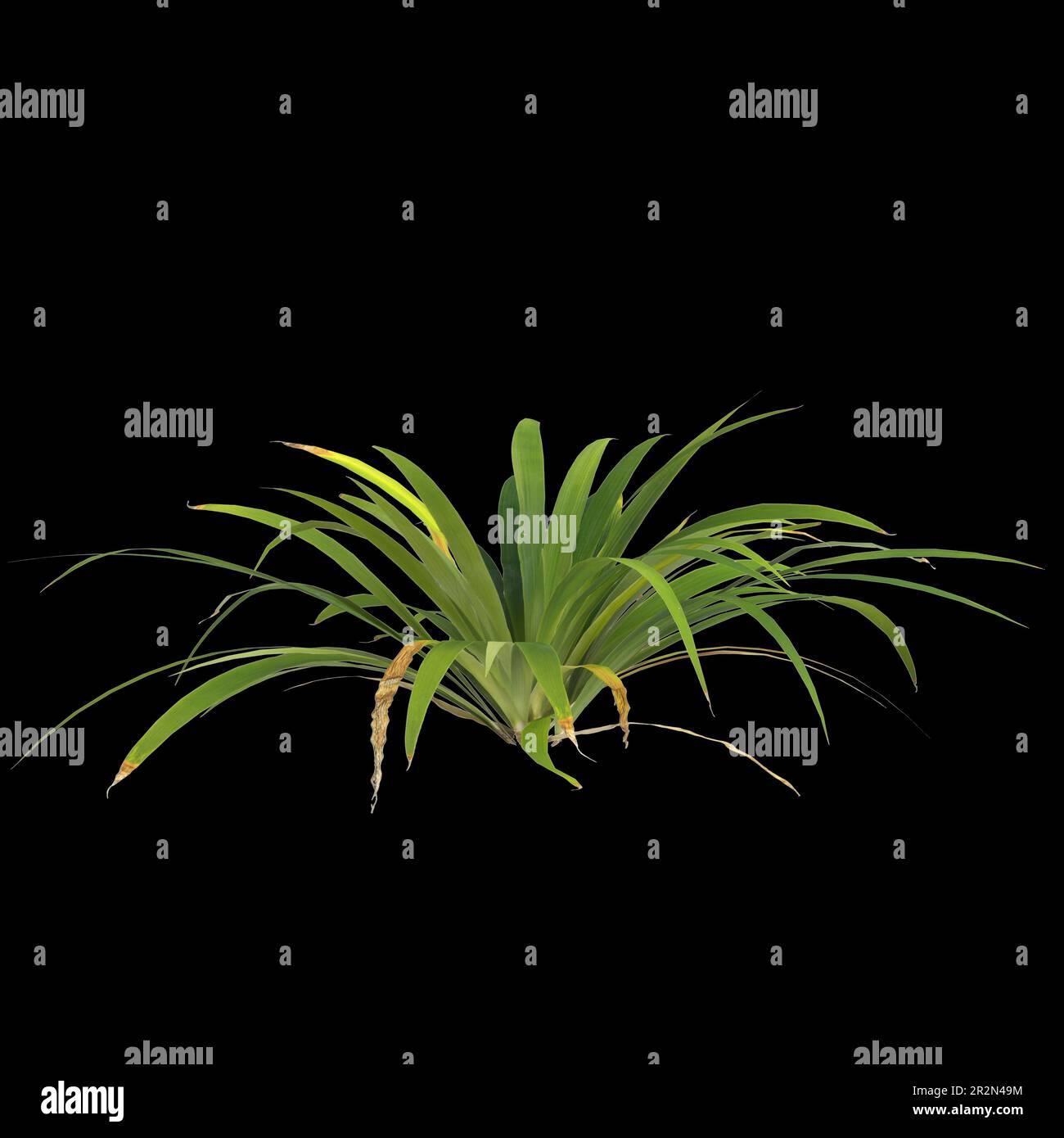 3d illustration of setaria palmifolia plant isolated on black background Stock Photo