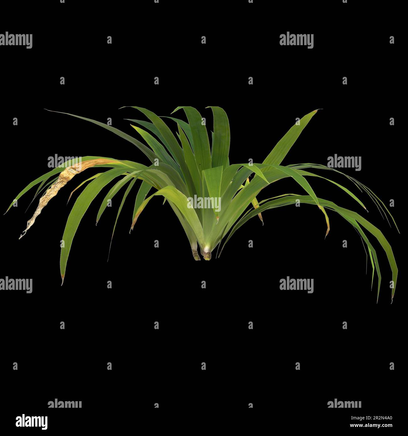 3d illustration of setaria palmifolia plant isolated on black background Stock Photo