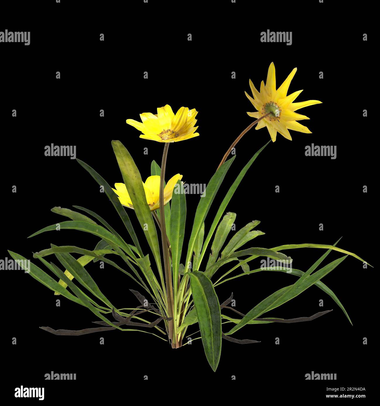 3d illustration of gazania linearis plant isolated on black background Stock Photo