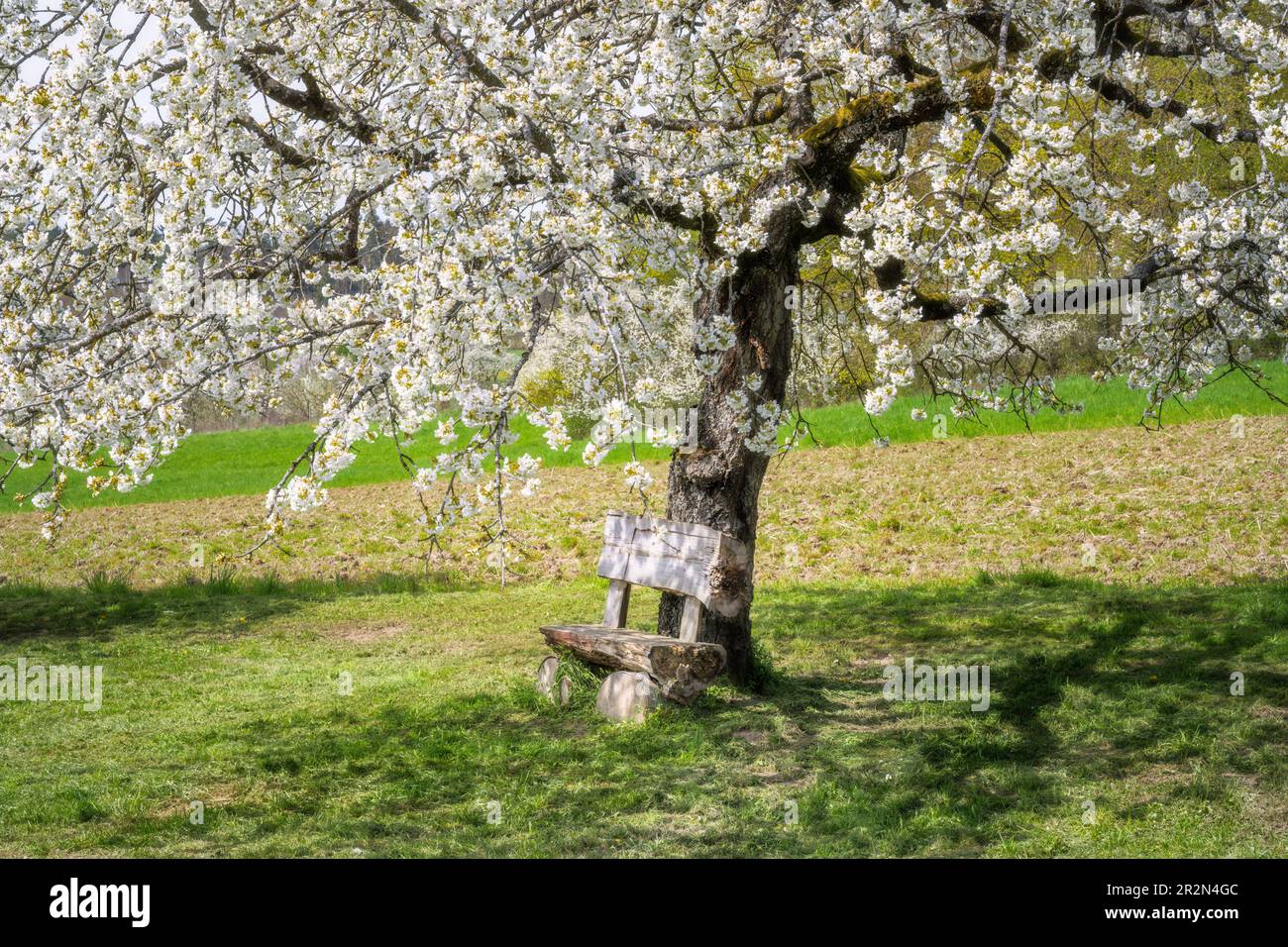 Wooden bench under a white  flowering cherry tree Stock Photo