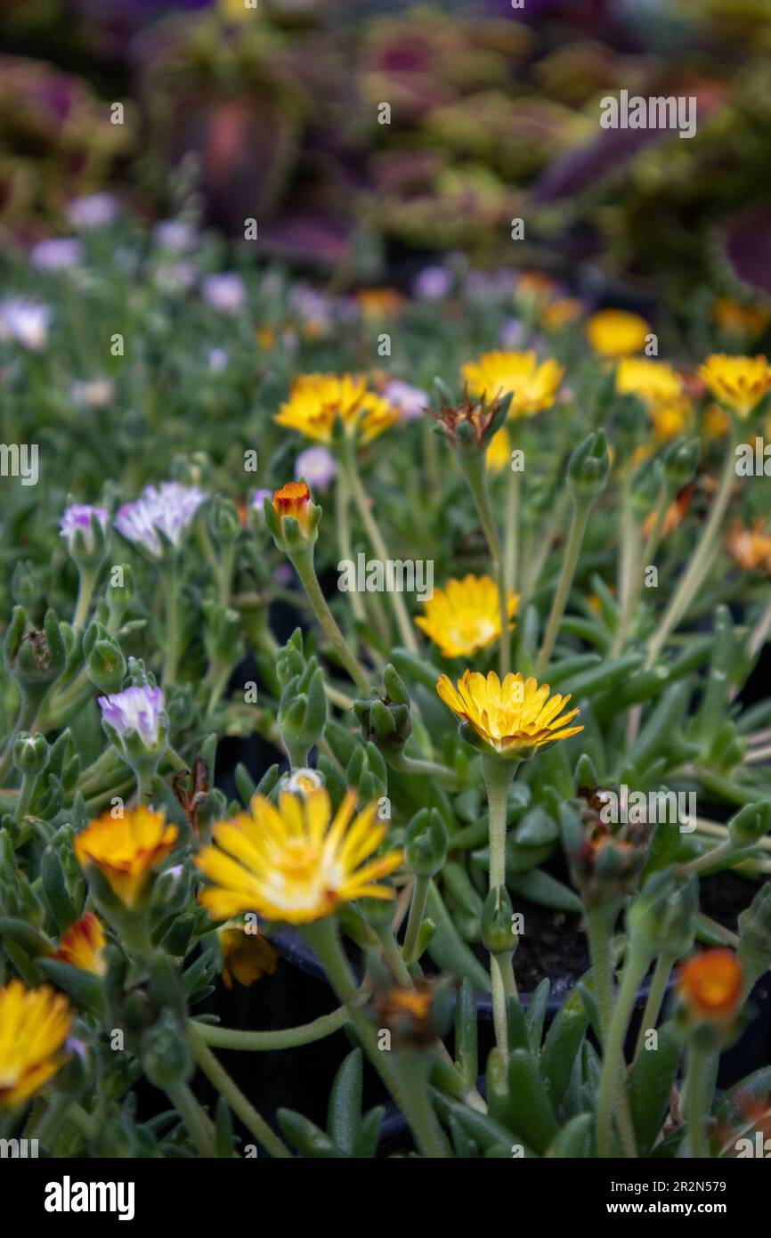 Yellow hardy iceplant in a city park Stock Photo Alamy