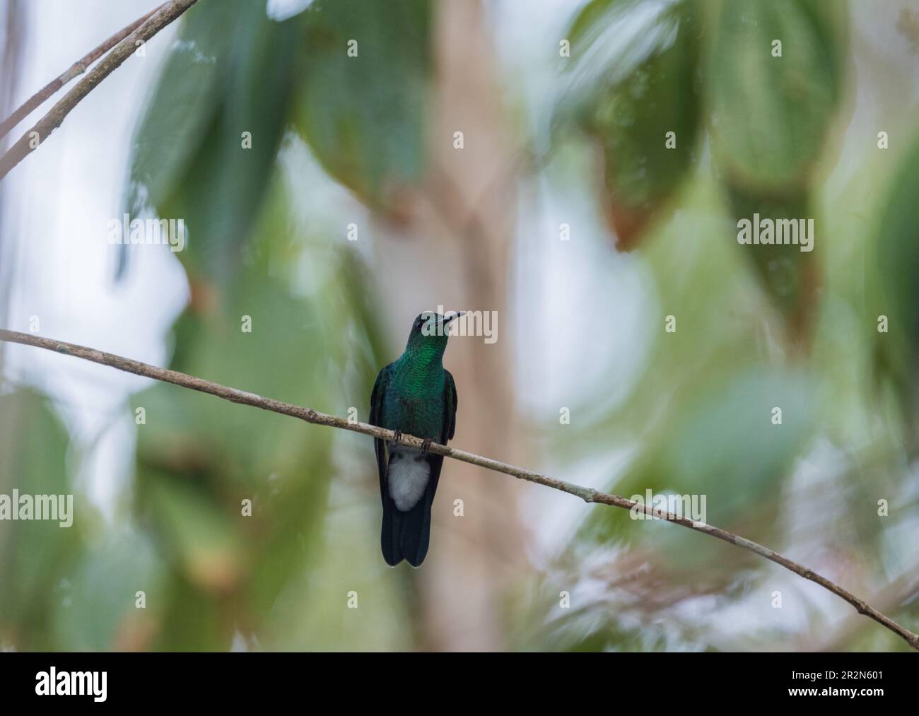A perched Bronze-tailed Plumeleteer (Chalybura urochrysia), a hummingbird, In Panama Stock Photo