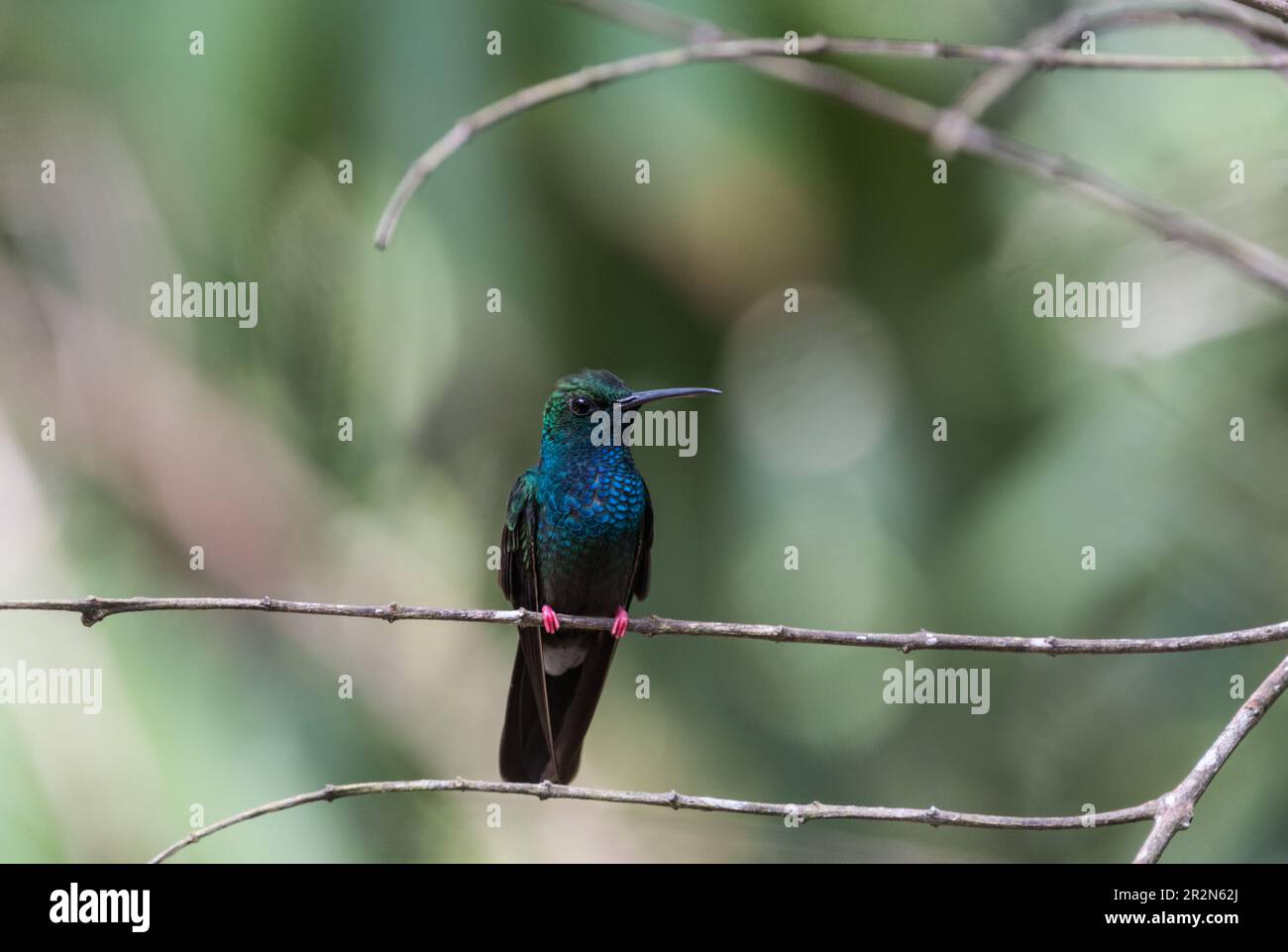 A perched Bronze-tailed Plumeleteer (Chalybura urochrysia), a hummingbird, in Panama Stock Photo