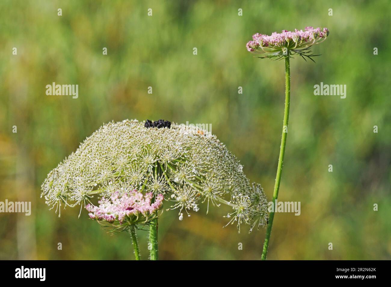 Umbelliferae, Apiaceae plant Stock Photo
