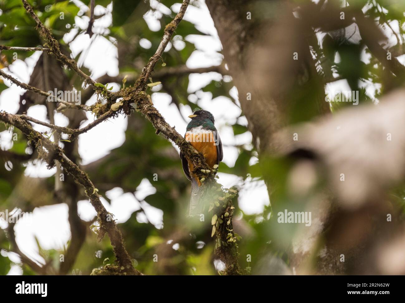 Collared Trogon (Trogon collaris) perched in a tree in Panama Stock Photo