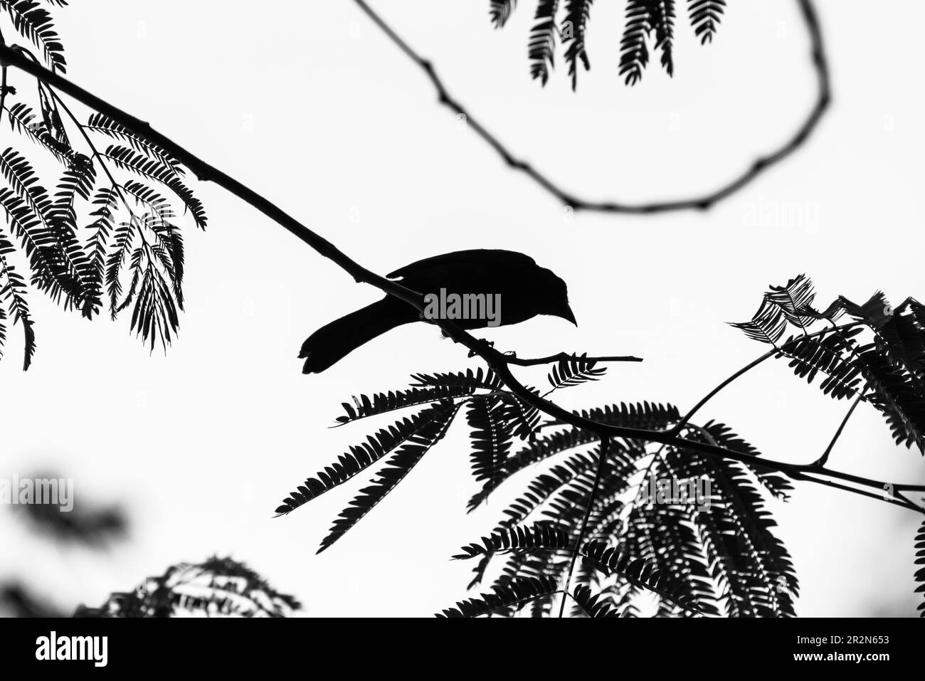 Silhouetted Greater-tailed Crackle (Quiscalus mexicanus) in Panama Stock Photo