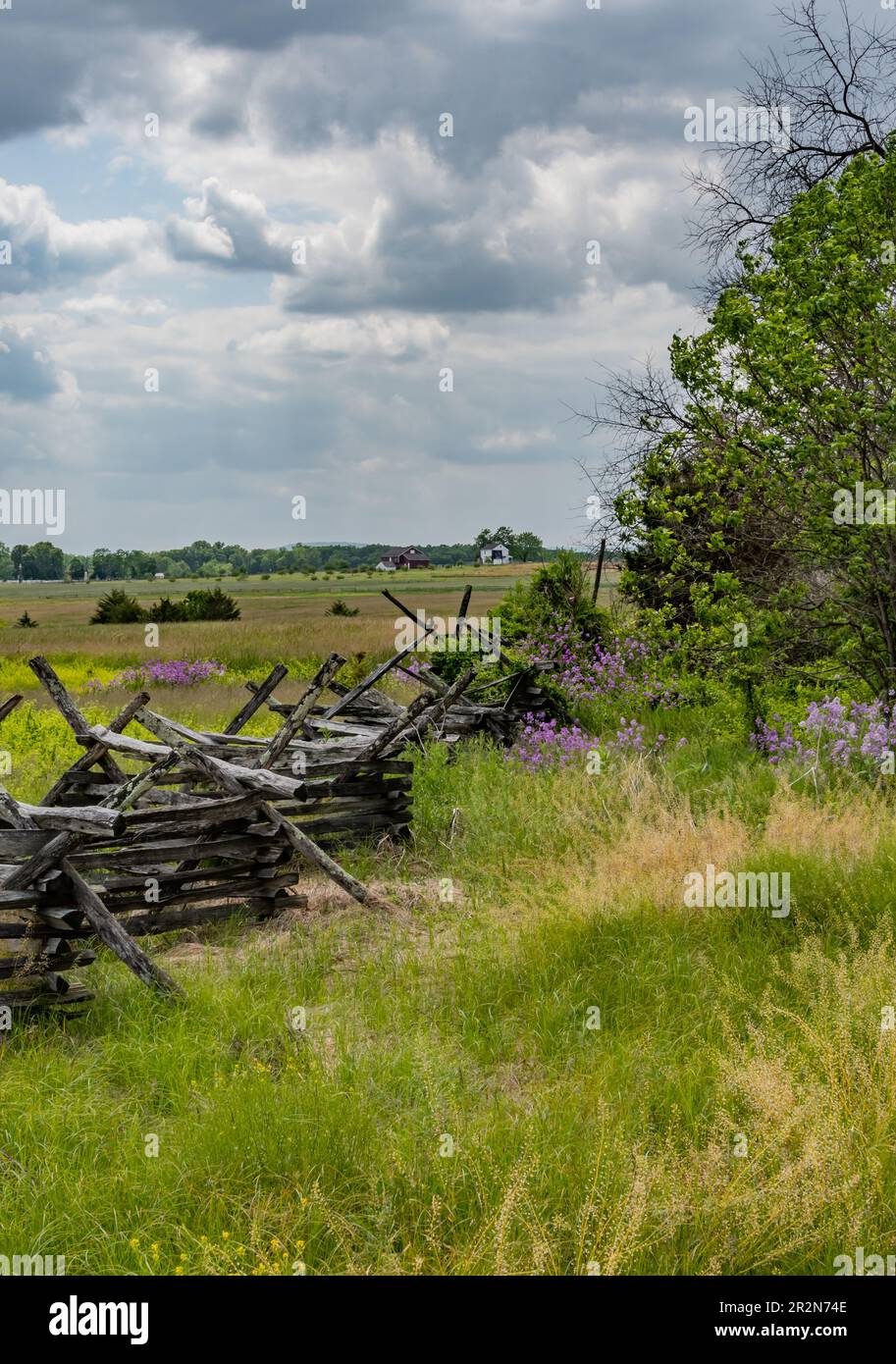 Purple Phlox on the Gettysburg Battlefield, Pennsylvania USA Stock Photo