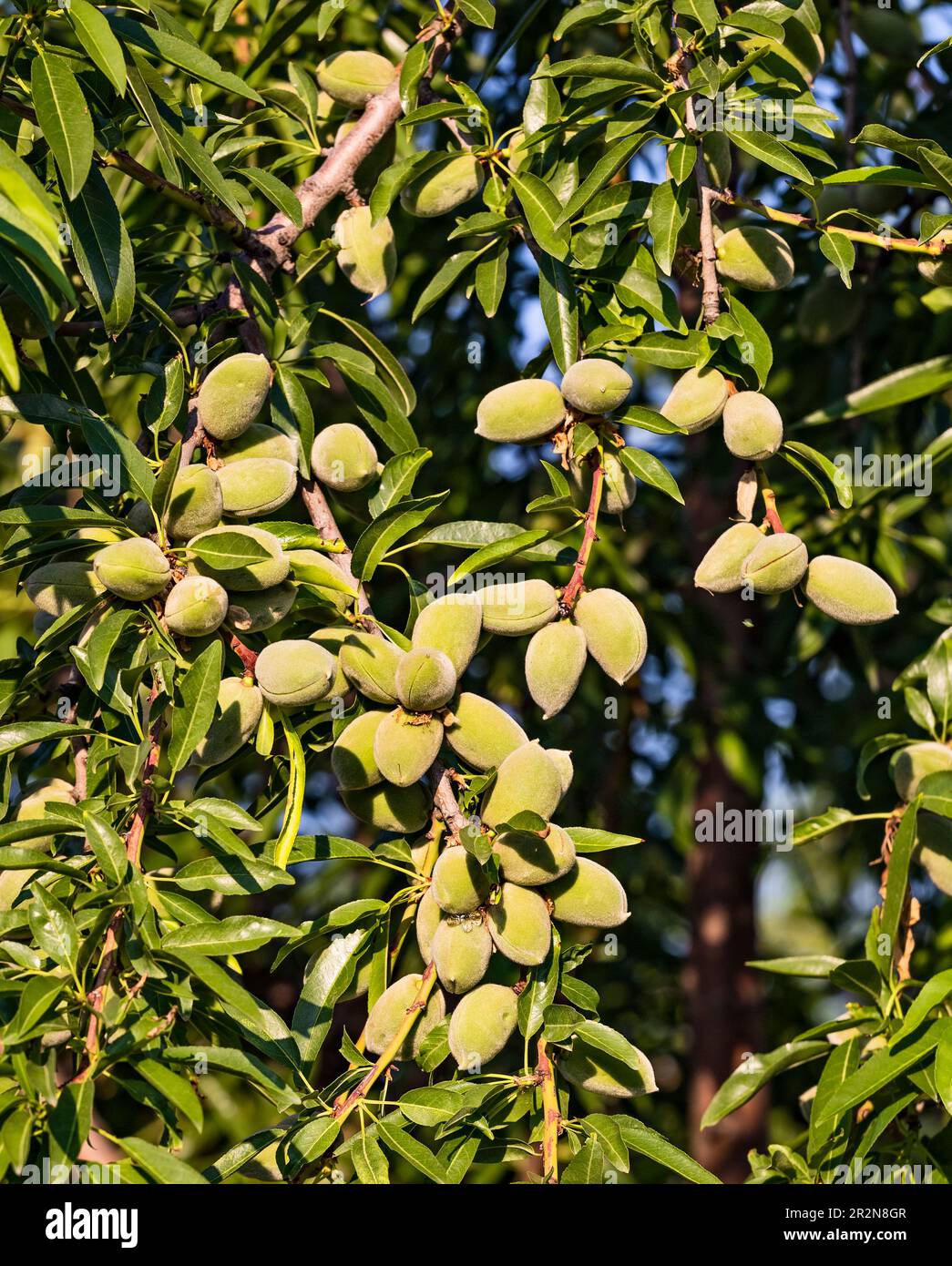 Closeup of beautiful Young almond fruit on almond tree in an almond garden orchard in a kibbutz in Northern Israel, Galilee in spring Stock Photo