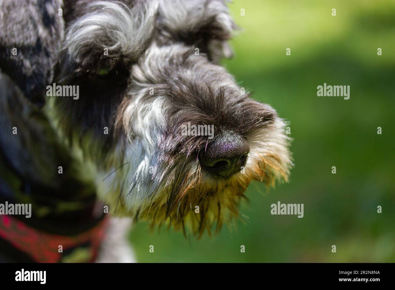 Schnauzer hunting sales