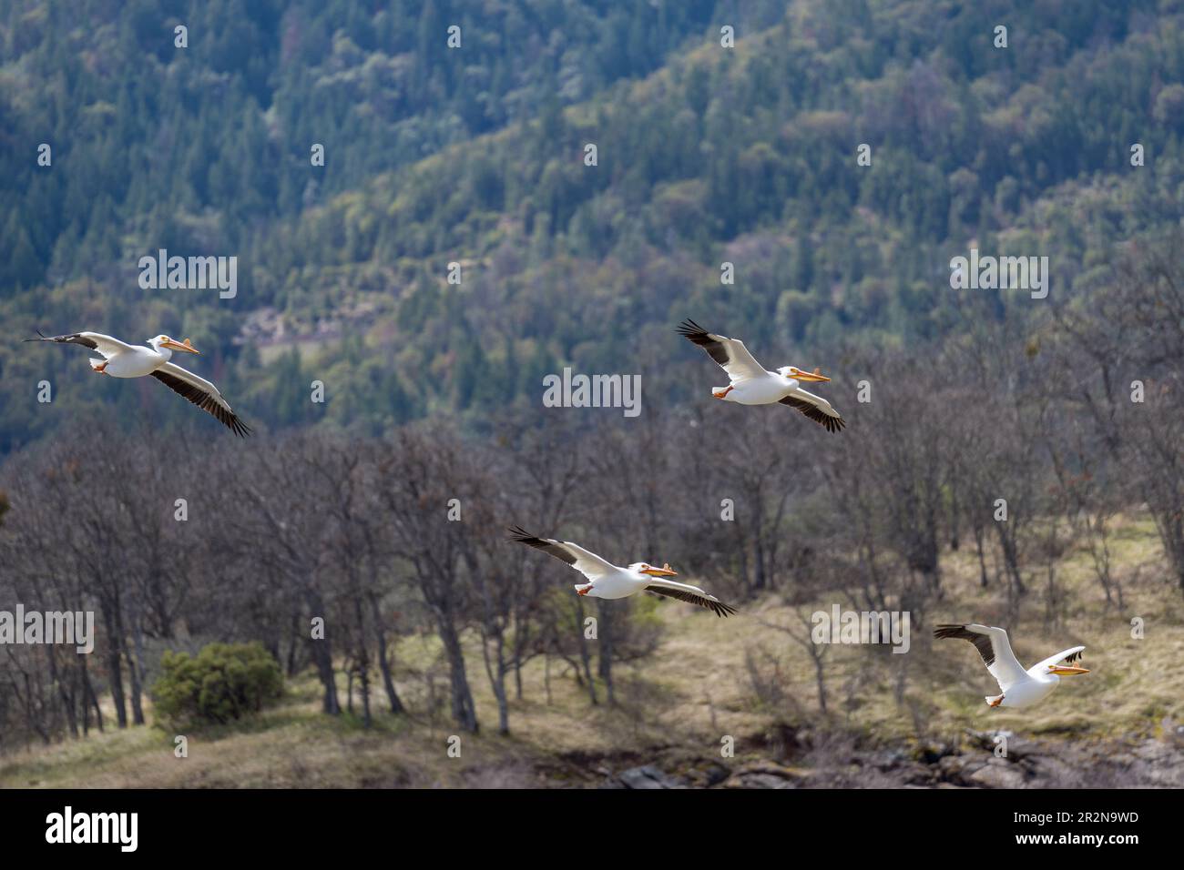 American White Pelican flock flying in flight. Ashland, Oregon Stock Photo
