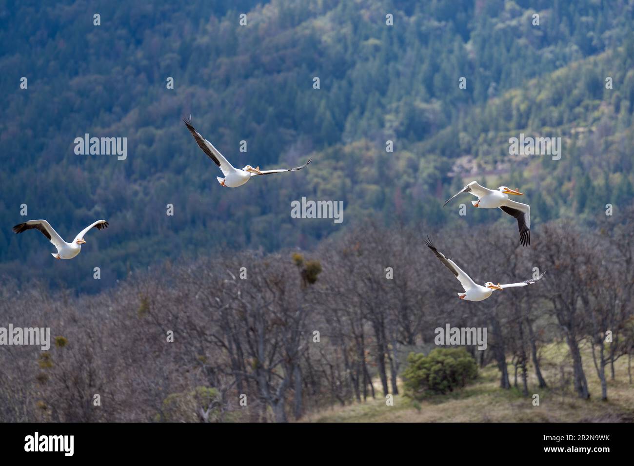 American White Pelican flock flying in flight. Ashland, Oregon Stock Photo