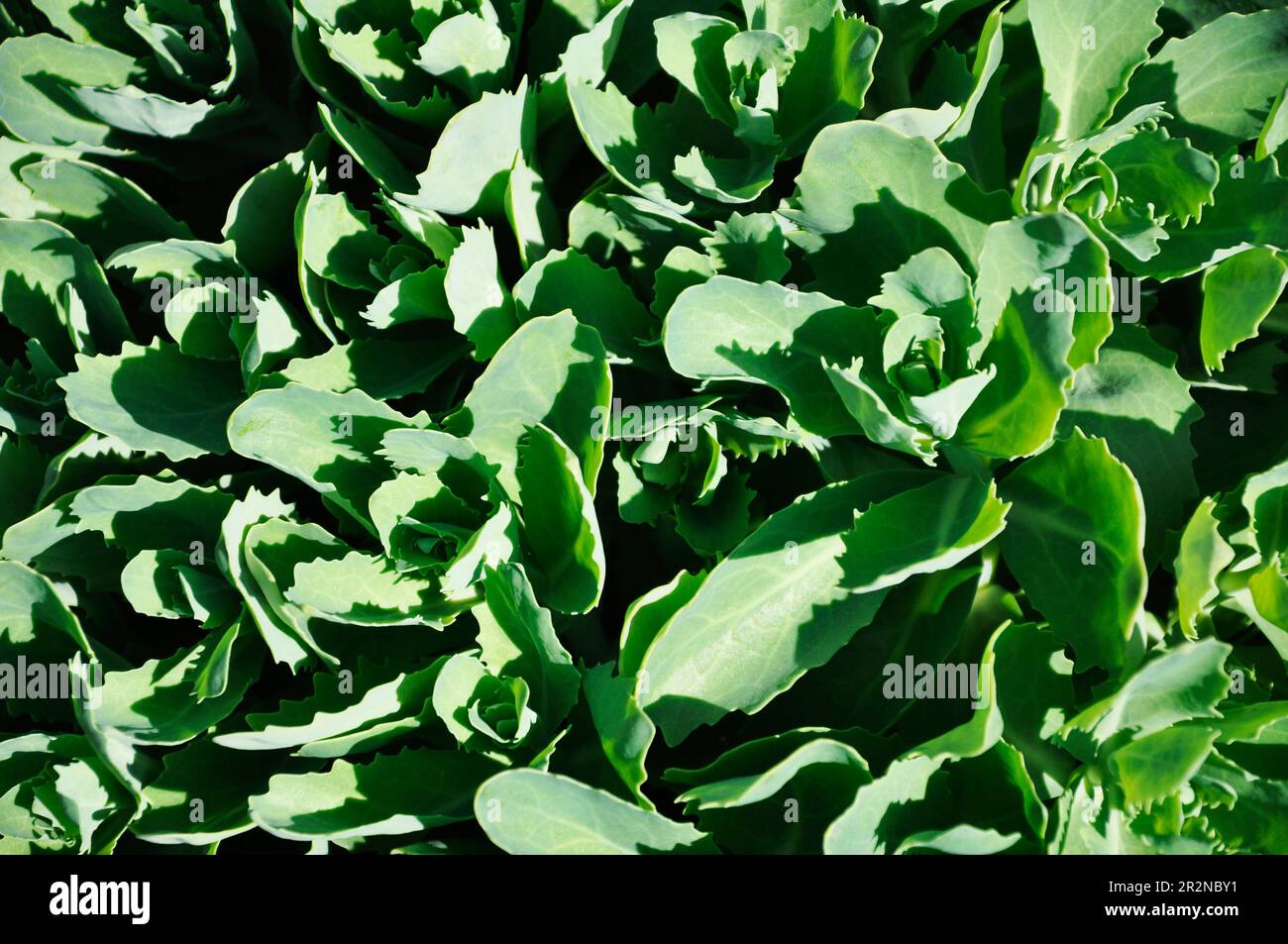 Young green leaves of Hylotelephium telephium plant. Background, texture. Stock Photo