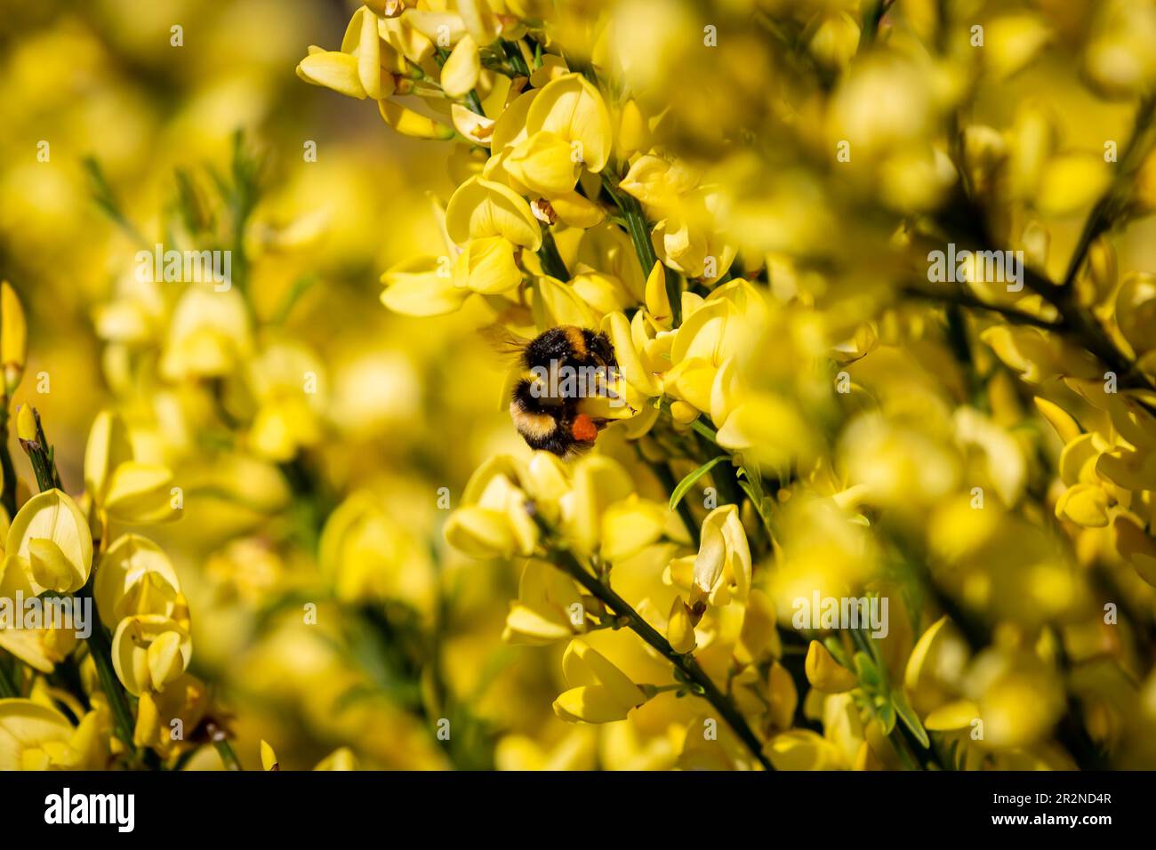 A bee with a visible pollen basket collecting pollen from a scotch broom plant in springtime Stock Photo