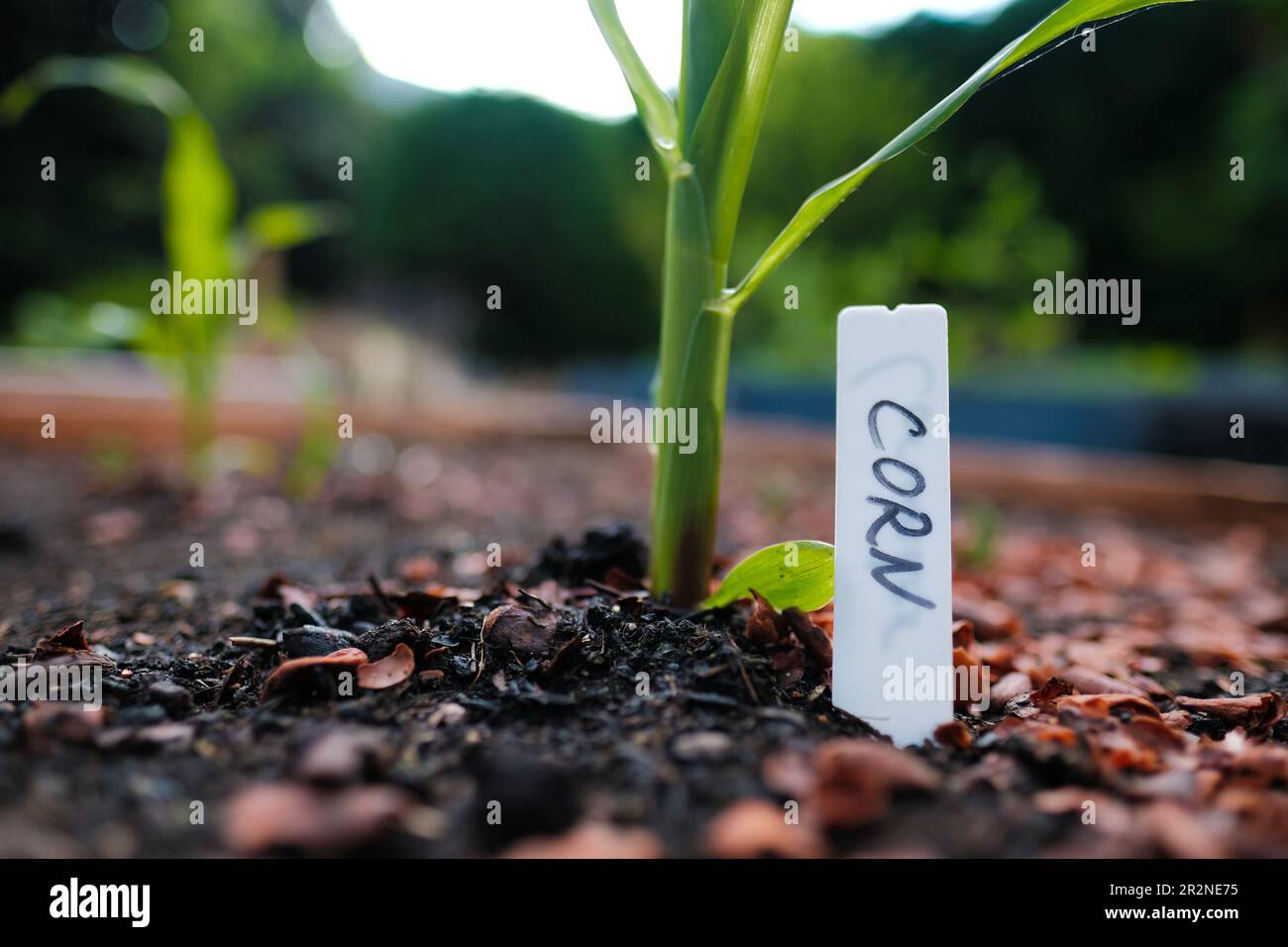 Close up of a growing corn plants with a label in an urban vegetable