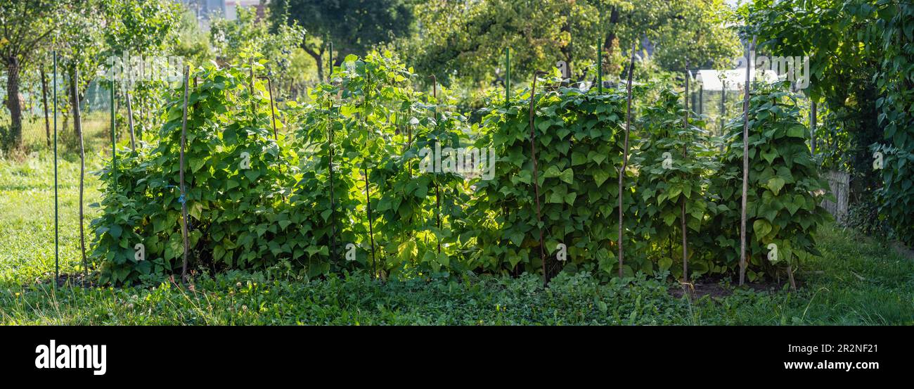 Kidney beans seedbed growing on farm. Patch of green plants of kidney bean (Phaseolus vulgaris) in homemade garden. Organic farming, healthy food, BIO Stock Photo
