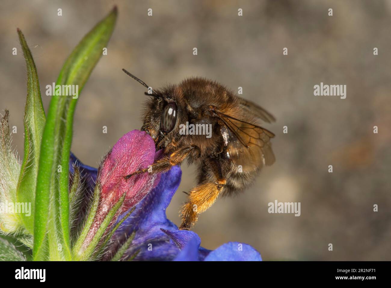 Hairy-footed flower bee (Anthophora plumipes), flown off specimen on purple gromwell (Buglossoides purpurocaerulea) Baden-Wuerttemberg, Germany Stock Photo