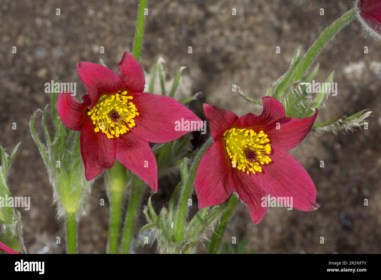 Pasque flower (Pulsatilla vulgaris rubra), red colour variant, Baden-Wuerttemberg, Germany Stock Photo
