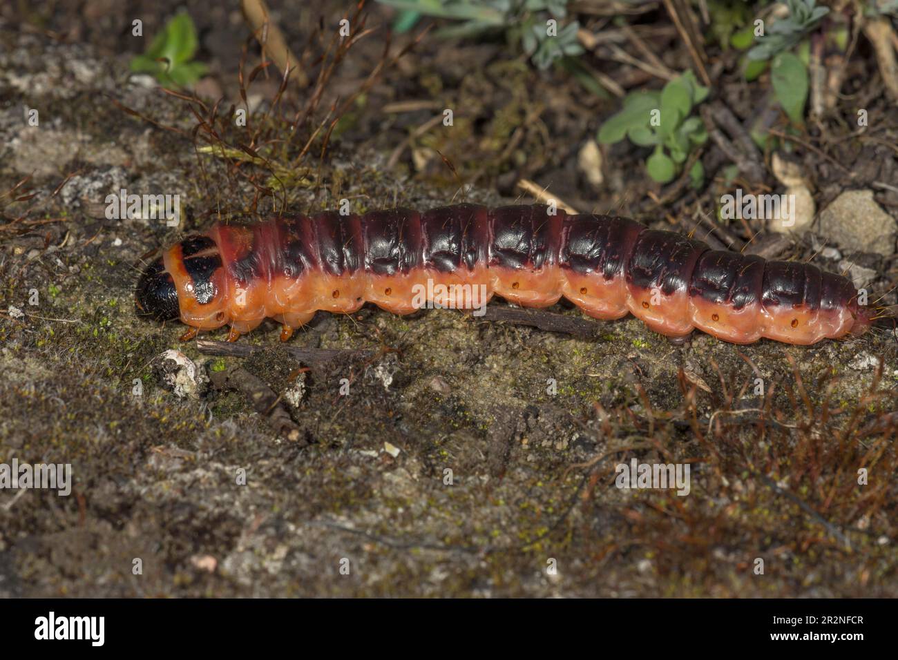 Goat moth (Cossus cossus), moth caterpillar looking for a place to burrow on the ground to pupate, Baden- Wuerttemberg, Germany Stock Photo