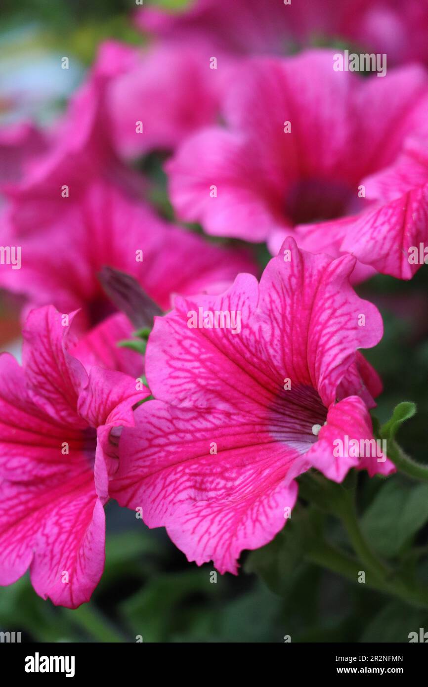 Very large flower funnels hi-res stock photography and images - Alamy