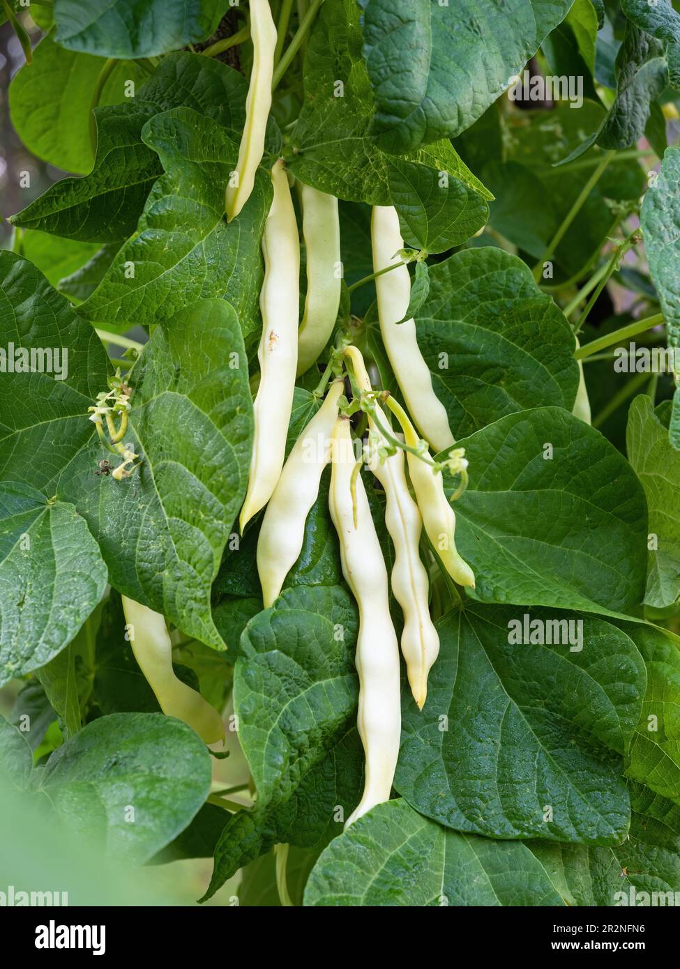 Ripe pods of kidney bean growing on farm. Bush with bunch of pods of