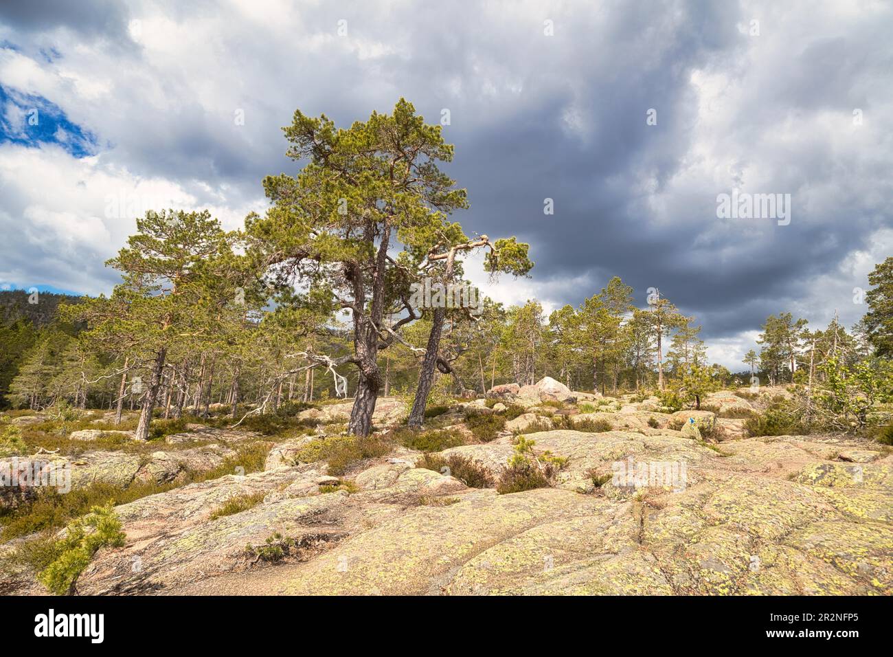 Skuleskogen National Park, Vaesternorrlands laen, Sweden Stock Photo