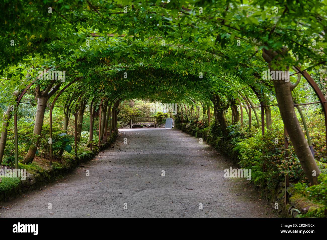 Plant tunnel in Bodnant Garden, Gwynedd, Wales, UK Stock Photo - Alamy