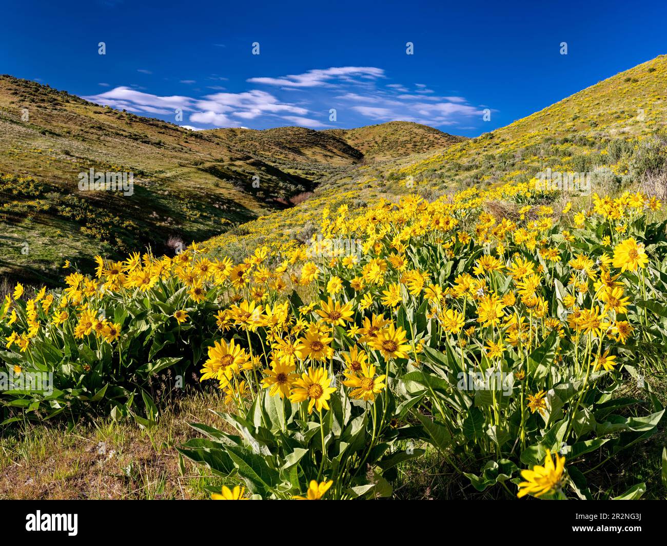 Hillside yellow wildflowers hi-res stock photography and images - Alamy