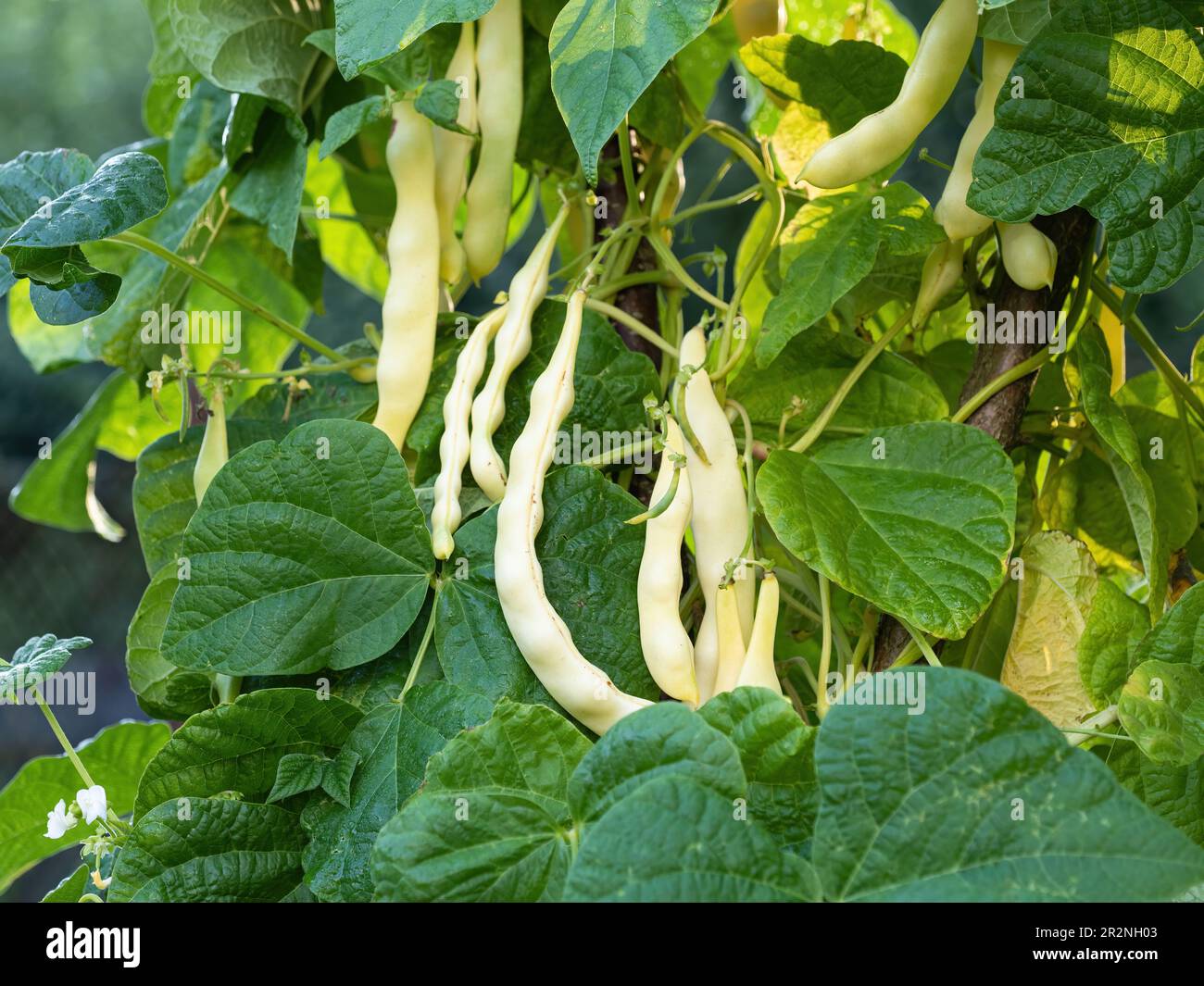Ripe pods of kidney bean growing on farm. Bush with bunch of pods of