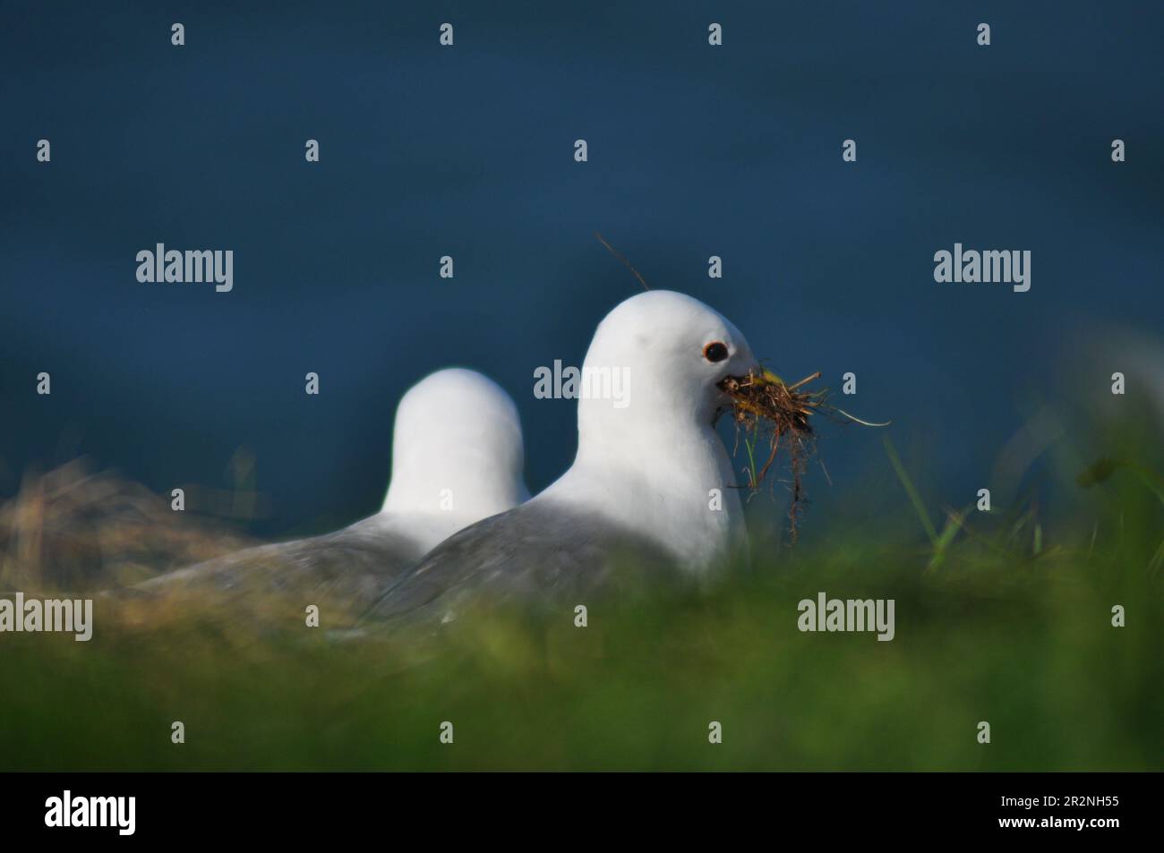 Herring gull gathering nesting material in it's beak on Bempton Cliffs
