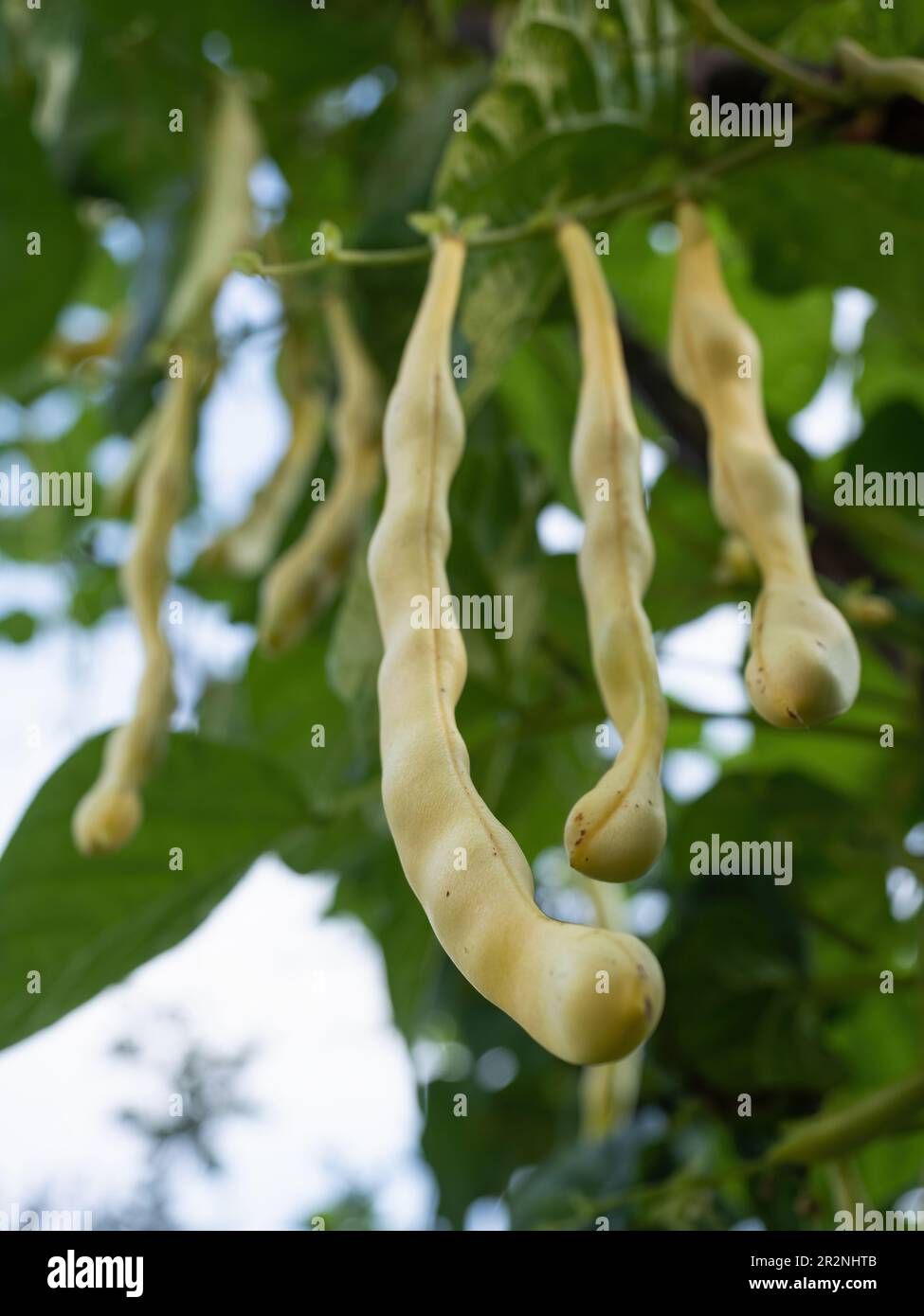 Ripe pods of kidney bean growing on farm. Bush with bunch of pods of