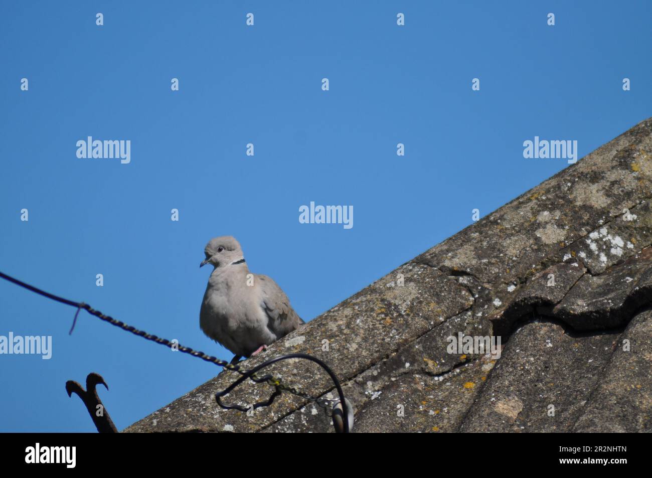 A collared dove (Streptopelia decaocto) sitting on the ridge tiles of a house roof Stock Photo