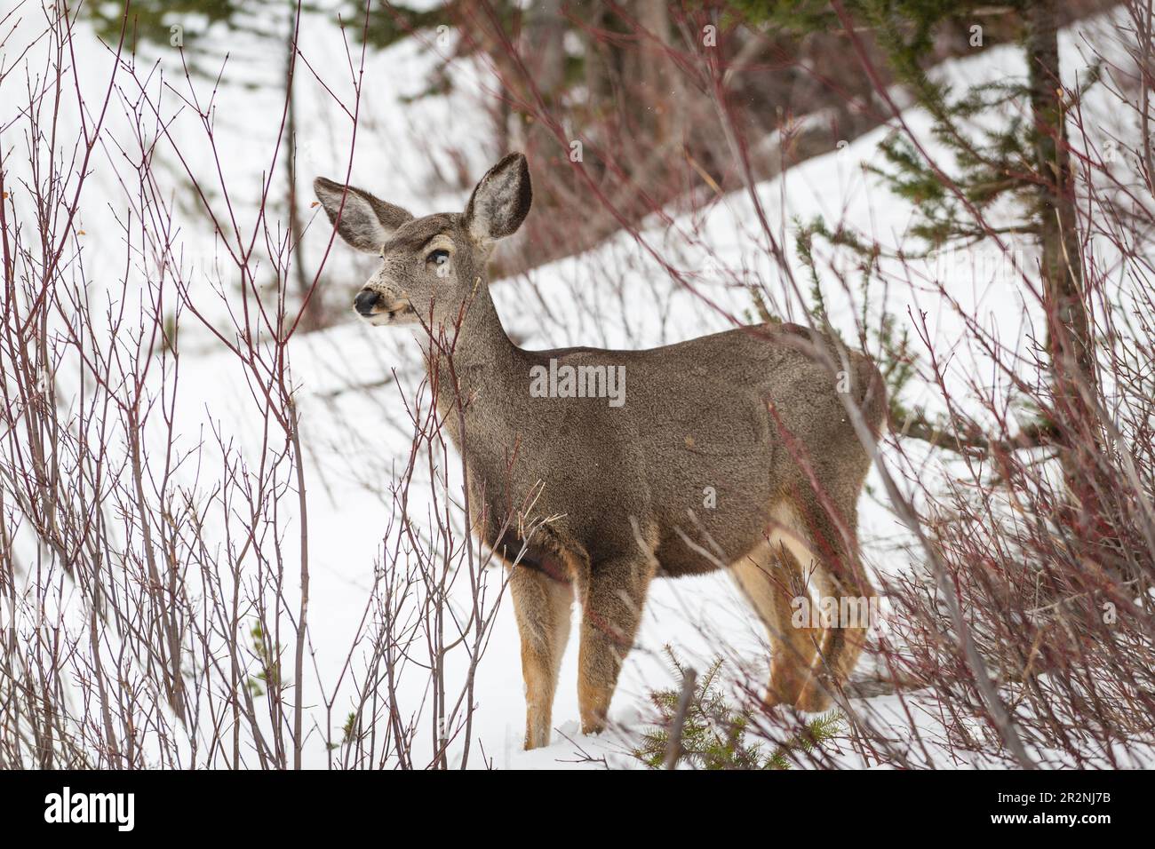 Wild mule deer in deep snow in the winter. In the town of Waterton Lakes National Park Alberta Canada. Stock Photo